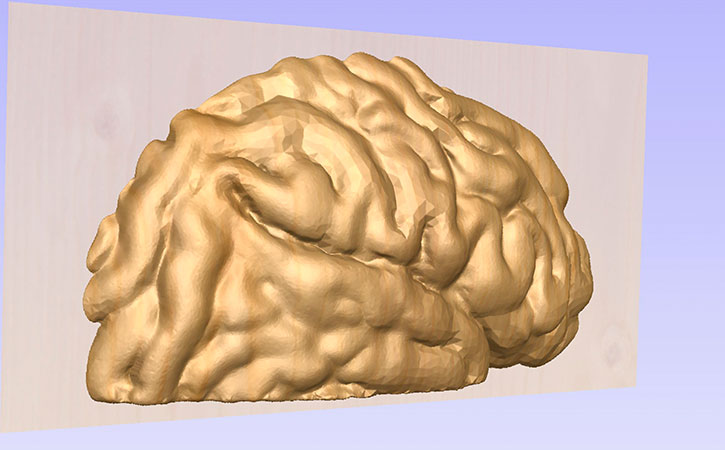 3D Brain Sculpture for Exhibit