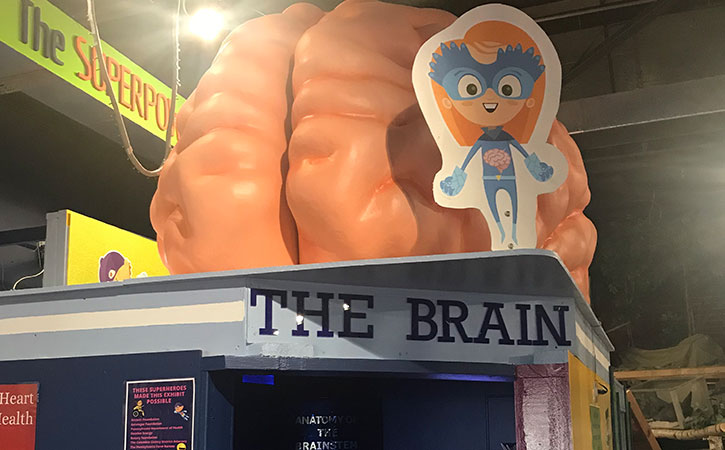 3D Brain Sculpture for Exhibit